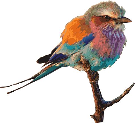 Free Image on Pixabay - Bird, Bright, Color, Drawing | Bird drawings, Drawings, Colorful drawings