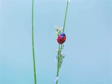 Ladybugs In Spring Smithsonian Photo Contest Smithsonian Magazine