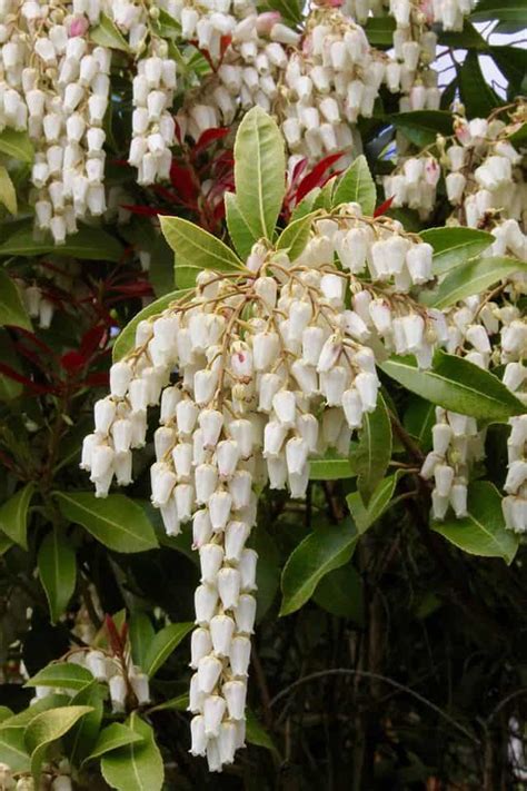 Vista ritagliata della donna che primavera sfondo fiorito con fiori bianchi. Fiori bianchi: 15 idee per un giardino luminoso - Guida ...