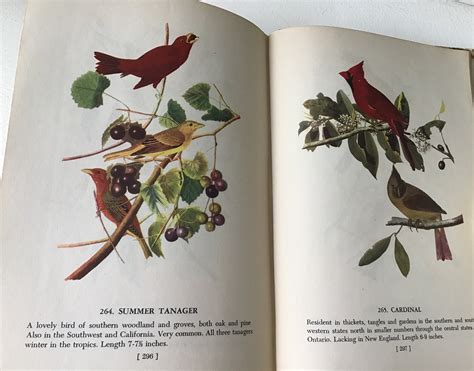 Vintage 1950 Audubon Bird Book Etsy