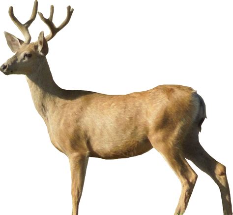 Deer Png Image Transparent Image Download Size 1650x1520px