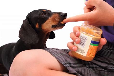 Can Dogs Eat Peanut Butter Great Pet Care