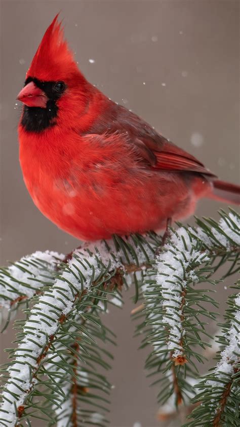 Northern Cardinal In The Snowfall Backiee