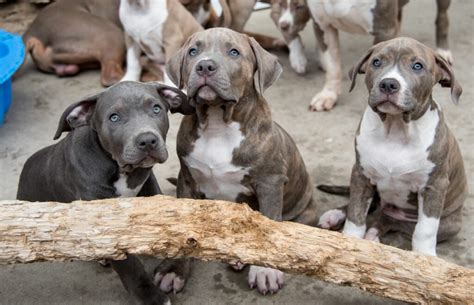 The american bully is a highly adaptable and trainable breed, often acting as a loving companion. American Bully : caractère et santé | Magazine zooplus