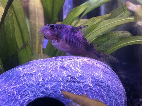 Cinnamon Our Female Peppered Corydoras Has Started To Look Very Pale