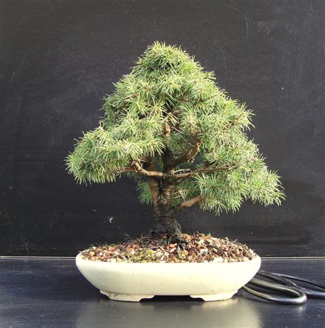 Picea glauca conica | Picea glauca conica | Jerry Norbury | Flickr