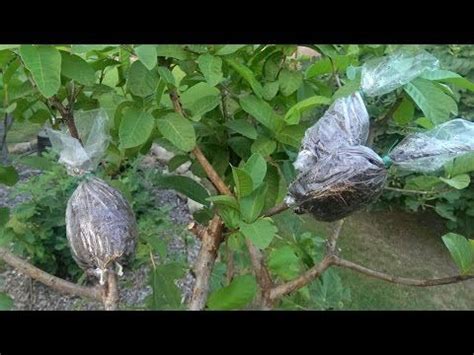 The moss rose can also be planted in a pot on the balcony or terrace. Guava Air Layering / Grafting on Guava Tree - YouTube ...