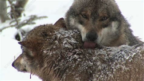 Grey Wolves Licking Each Other Stock Video Clip K0039856 Science