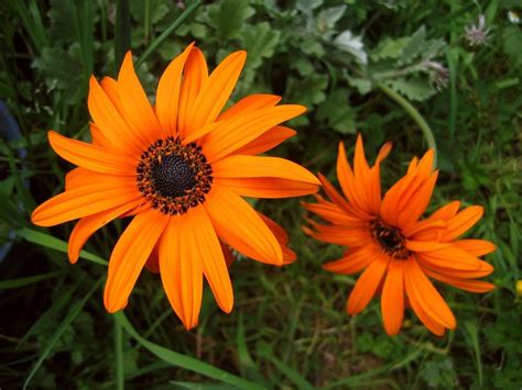 Types Of Orange Flowers Types Of Orange Plants To