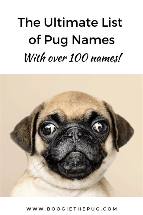 The Ultimate List Of Pug Names Boogie The Pug