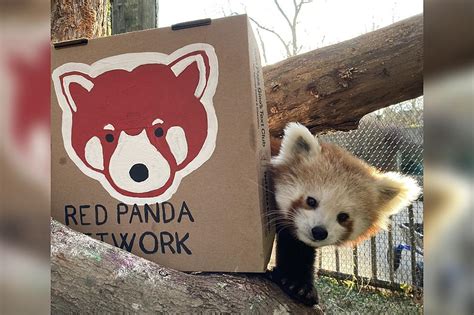 New Bedford's Buttonwood Park Zoo Supports Red Panda Initiatives