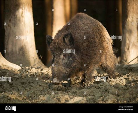 Sus Scrofa Scrofa Central European Boar In Mud Bath Stock Photo Alamy