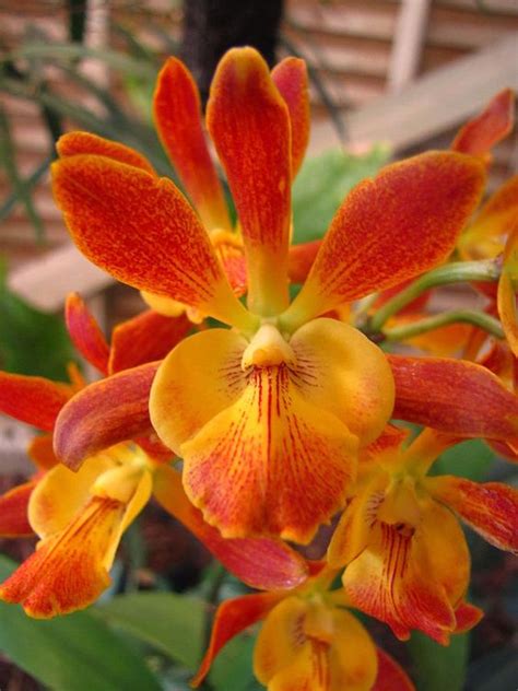 HOA PHONG LAN VIỆT VIETNAM ORCHIDS Viet Orchids