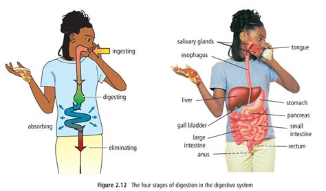 Southscience Ch 2 2 The Digestive And Excretory Systems