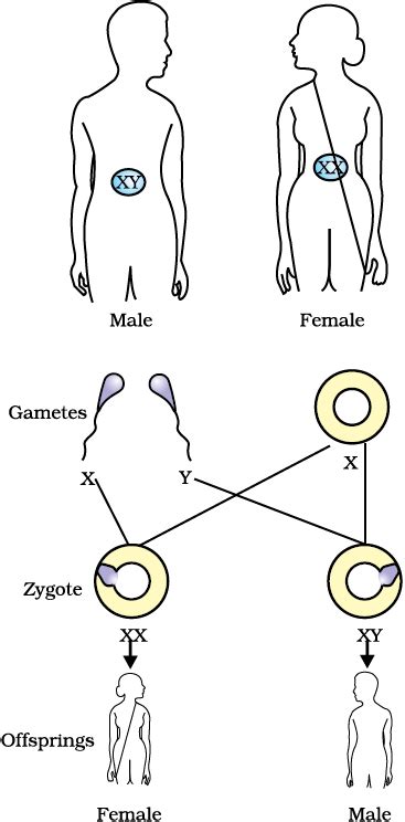 09 Heredity And Evolution Science