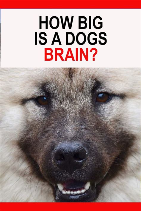 How Big Is A Dogs Brain Dogs Dog Anatomy Animal