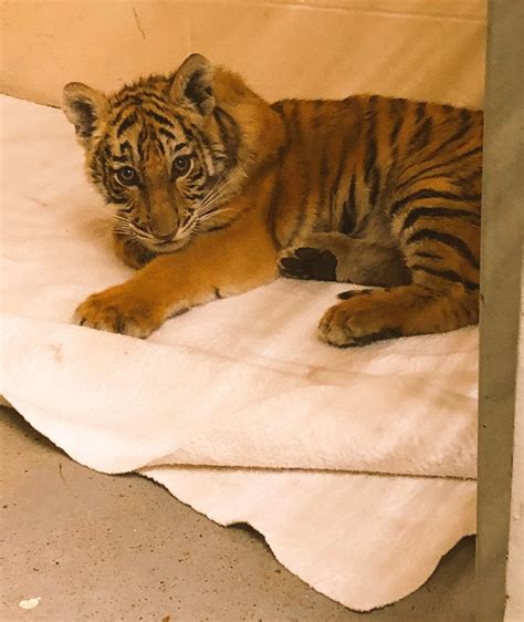 Smugglers Abandon Tiger Cub In Duffel Bag On Texas Border