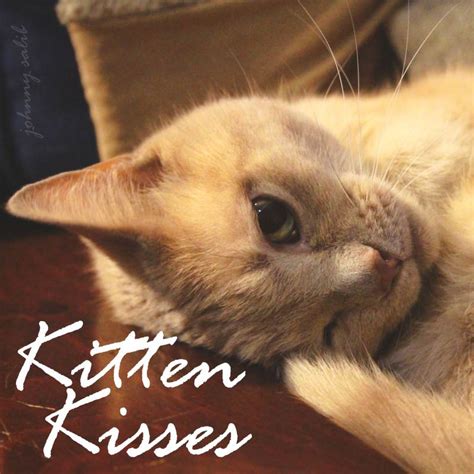 Kitten Kisses Album Cover Lowres Johnny Salibs Official Site