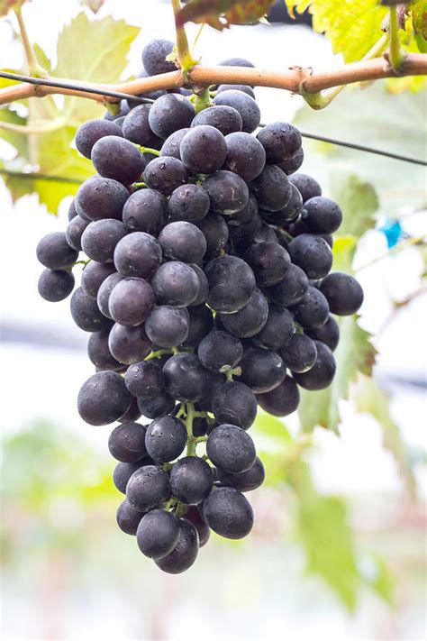 Large bunch of red wine grapes hang from a vine Photograph by Jukree ...