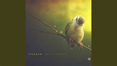 Sparrow Youtube