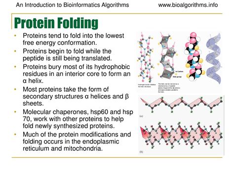 Ppt Molecular Biology Primer Powerpoint Presentation Free Download