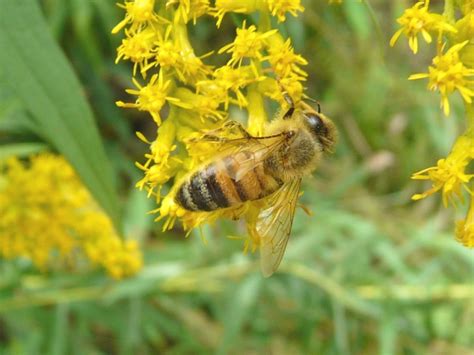 Toronto Wildlife More Honey Bees