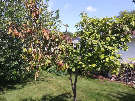 A mature dwarf apple tree will generally produce 3 to 6 bushels of fruit. Half of apple tree = BAD - PlantDOC