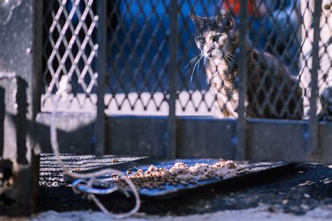 Can Feral Cats Solve New York Citys Rat Problem Insidehook