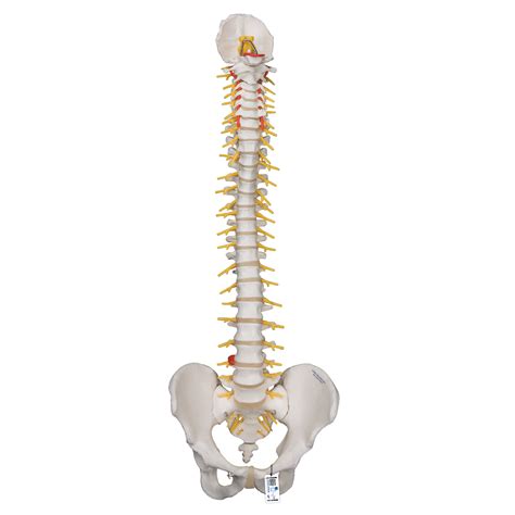 Five Section Lumbar Spine Model Human Skeleton Model With Pelvis Spine