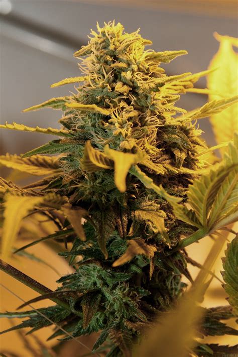 Strain Gallery Exodus Cheese Green House Seeds Pic