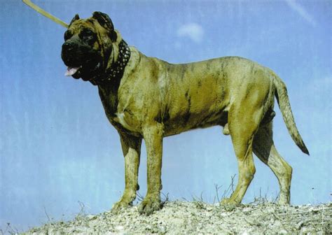 Dogo Cubano Cuban Mastiff Dog Breed Standards