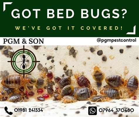 Bed Bugs Herefordshire