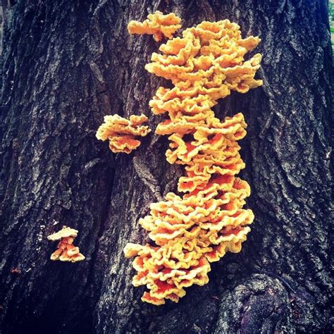 Fungi on tree @lizkorutz | Instagram posts, Instagram, 10 things
