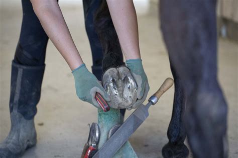 Barefoot Trimmer For Horses Ride The Sky Equine Photography