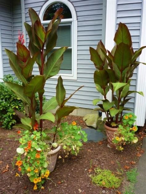How To Grow Canna Lilies From Seed Hubpages Flcanna Yellow Canna