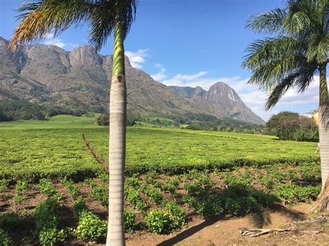 Tea Plantation Mulanje Malawi Aguaplano