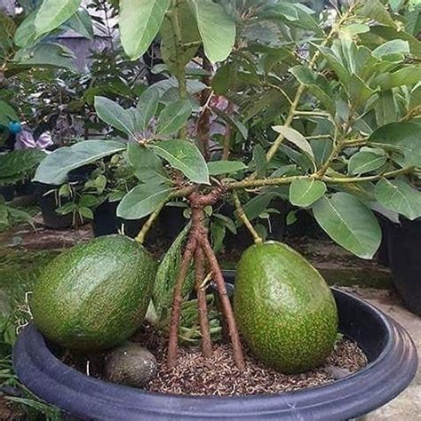 Die gesunde frucht bringt geschmack auf den tisch, pflegt die haut und schmückt als zimmerpflanze das fensterbrett. How to plant avocado at home | How to do it at home# ...