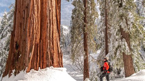 Conservation Group To Buy Worlds Largest Privately Owned Giant Sequoia