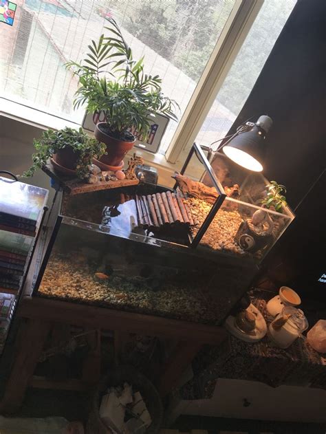 Baby Alligator Snapping Turtle Tank Setup Get More Anythinks
