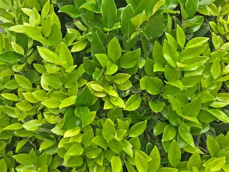 Wax Leaf Privet Ligustrum Japonicum Texanum Jem Lane