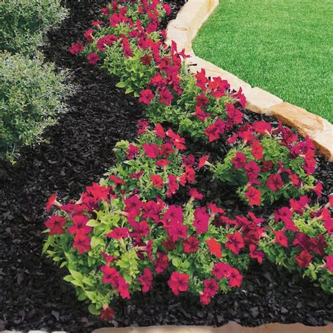 Black Bark Mulch The Ultimate Guide To Using This Versatile Mulch