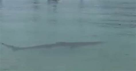 The Moment A Blue Shark Is Spotted In St Ives Harbour And Everyone