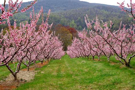 Filepeach Orchard In Bloom