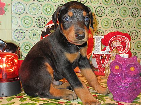 Select from hundreds of pet classifieds that will meet your preference. Doberman Pinscher Breeder & Puppies for Sale in Ohio ...
