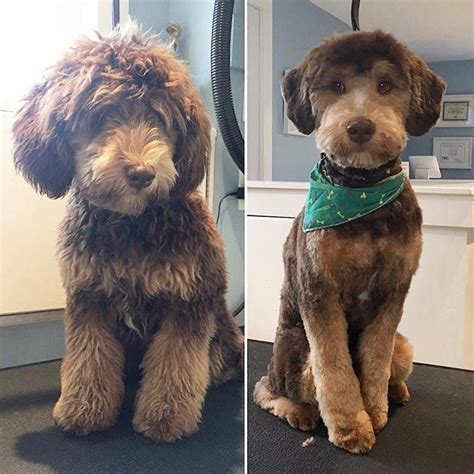 I believe australian labradoodles should have a natural look even after being groomed. Medium Poodle | Labradoodle grooming, Goldendoodle ...