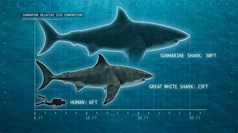 Megalodon Size Comparison Pilgrim Media Group