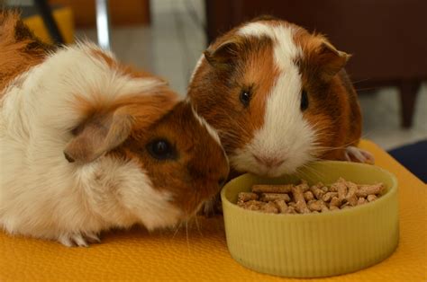 What Can Guinea Pigs Eat Find Out The Perfect Diet Handr