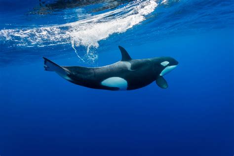 Orca Facts Critterfacts