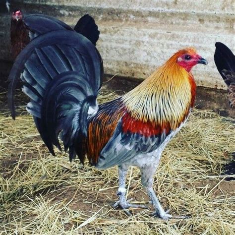 17 Best Images About American Game Fowl On Pinterest Globes Reds
