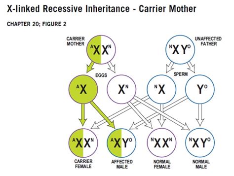 Consider recessive traits on the x chromosome. Inheritance | Immune Deficiency Foundation